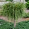 Whipcord Arborvitae (Single Trunk Topiary Tree) - 2 Gallon Pot 1 Whipcord Arborvitae (Single Trunk Topiary Tree) - 2 Gallon Pot -Plant Sale Shop thuja plicata whipcord arbirvitae topiary tree 1