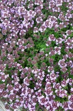 Caborn Wine & Roses Creeping Thyme - 5 Pack Of Pint Pots -Plant Sale Shop thyme wine and roses 500x750 1