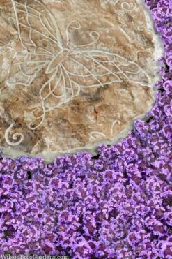 Caborn Wine & Roses Creeping Thyme - 5 Pack Of Pint Pots -Plant Sale Shop thymus caborn wine and roses 2