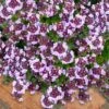 Caborn Wine & Roses Creeping Thyme - 5 Pack Of Pint Pots -Plant Sale Shop thymus caborn wine and roses 3