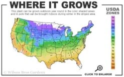 Acropolis Clematis - 1 Gallon Pot -Plant Sale Shop usda zone map 2