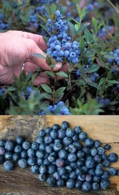 Wild Lowbush Blueberry Plant - 1 Gallon -Plant Sale Shop vaccinium angustifolium low bush blueberry 10