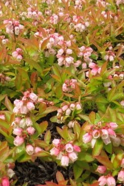 Wild Lowbush Blueberry Plant - 1 Gallon -Plant Sale Shop vaccinium angustifolium low bush blueberry 4