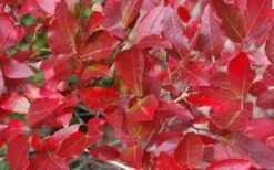 Wild Lowbush Blueberry Plant - 1 Gallon -Plant Sale Shop vaccinium angustifolium low bush blueberry 6