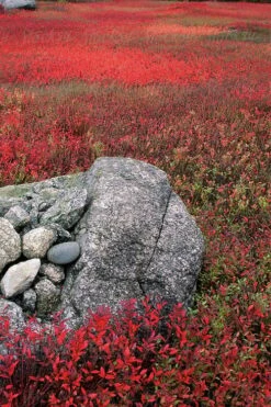 Wild Lowbush Blueberry Plant - 1 Gallon -Plant Sale Shop vaccinium angustifolium low bush blueberry 7