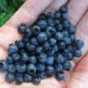Wild Lowbush Blueberry Plant - 1 Gallon -Plant Sale Shop vaccinium angustifolium low bush blueberry 8