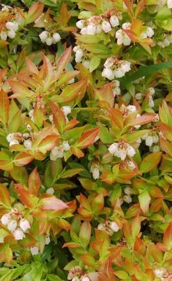 Wild Lowbush Blueberry Plant - 1 Gallon -Plant Sale Shop vaccinium angustifolium low bush blueberry 9