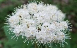 Maple Leaf Viburnum - 3 Pack Of 1.5 Quart Pots -Plant Sale Shop viburnum acerifolium maple leaf 15
