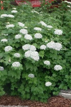 Maple Leaf Viburnum - 3 Pack Of 1.5 Quart Pots -Plant Sale Shop viburnum acerifolium maple leaf 16