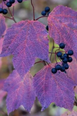 Maple Leaf Viburnum - 3 Pack Of 1.5 Quart Pots -Plant Sale Shop viburnum acerifolium maple leaf 3