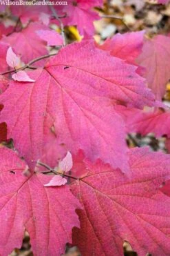 Maple Leaf Viburnum - 3 Pack Of 1.5 Quart Pots -Plant Sale Shop viburnum acerifolium maple leaf 8 1