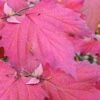 Maple Leaf Viburnum - 3 Pack Of 1.5 Quart Pots -Plant Sale Shop viburnum acerifolium maple leaf 8