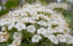 Mohican Arrowwood Viburnum - 6 Gallon Pot (4-5') -Plant Sale Shop viburnum lantana mohican 1