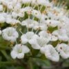 Mohican Arrowwood Viburnum - 6 Gallon Pot (4-5') 1 Mohican Arrowwood Viburnum - 6 Gallon Pot (4-5') -Plant Sale Shop viburnum lantana mohican 2
