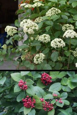 Mohican Arrowwood Viburnum - 6 Gallon Pot (4-5') -Plant Sale Shop viburnum lantana mohican 4