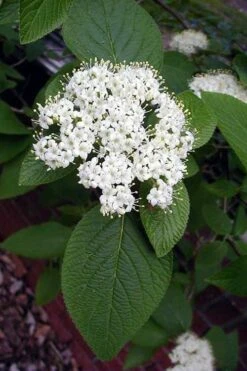 Mohican Arrowwood Viburnum - 6 Gallon Pot (4-5') -Plant Sale Shop viburnum lantana mohican 5