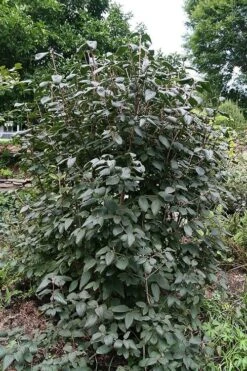 Mohican Arrowwood Viburnum - 6 Gallon Pot (4-5') -Plant Sale Shop viburnum lantana mohican 6