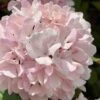 Kern's Pink Snowball Viburnum Bush - 2 Gallon Pot -Plant Sale Shop viburnum plicatum kerns pink snowball 2