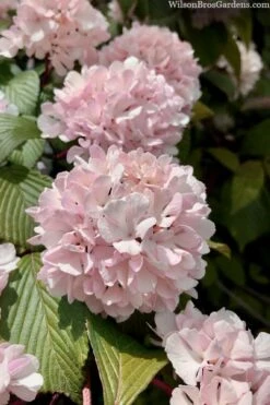 Kern's Pink Snowball Viburnum Bush - 2 Gallon Pot -Plant Sale Shop viburnum plicatum kerns pink snowball 3