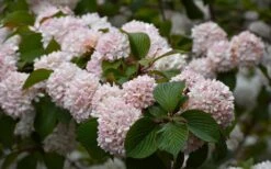 Kern's Pink Snowball Viburnum Bush - 2 Gallon Pot -Plant Sale Shop viburnum plicatum kerns pink snowball 7