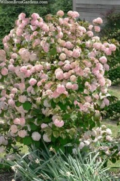 Kern's Pink Snowball Viburnum Bush - 2 Gallon Pot -Plant Sale Shop viburnum plicatum kerns pink snowball 9