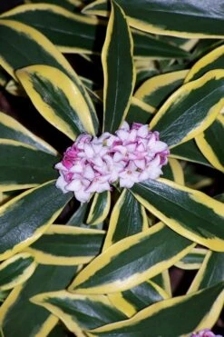 Marianni Variegated Pink Winter Daphne - 1 Gallon Pot -Plant Sale Shop winter daphne marianni 3