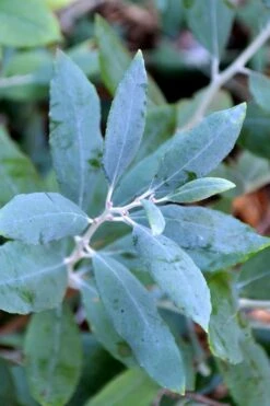 Woodlanders Blue Dusty Zenobia (Honeycup) - 3 Gallon Pot -Plant Sale Shop zenobia woodlanders blue 21