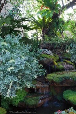 Woodlanders Blue Dusty Zenobia (Honeycup) - 3 Gallon Pot -Plant Sale Shop zenobia woodlanders blue 25