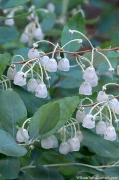 Plant Sale Shop 9 Woodlanders Blue Dusty Zenobia (Honeycup) - 3 Gallon Pot