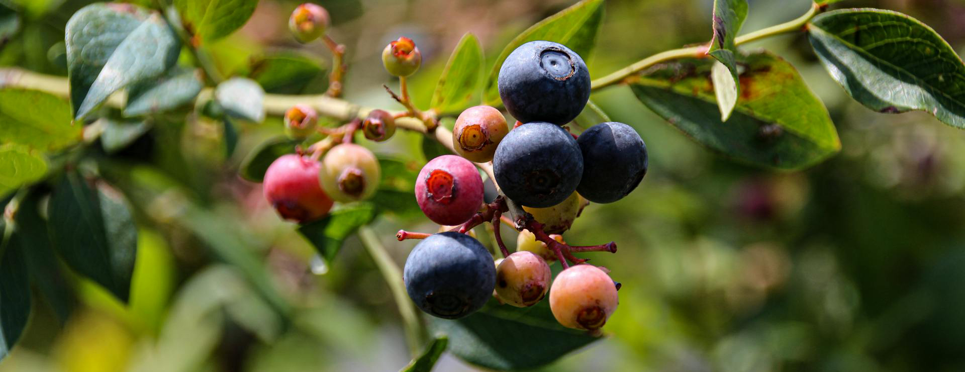 Plant Sale Shop 1 Plant Sale Shop -Plant Sale Shop pexels rachael holzman 3433910 5123215