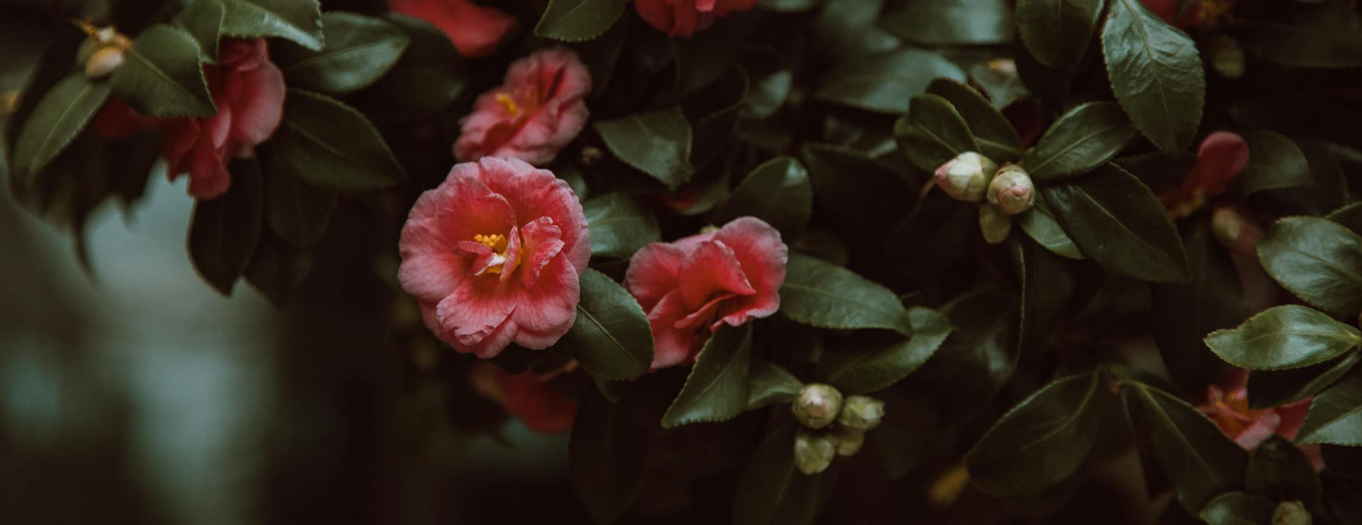 Plant Sale Shop 3 Plant Sale Shop -Plant Sale Shop pexels roman odintsov 6332064